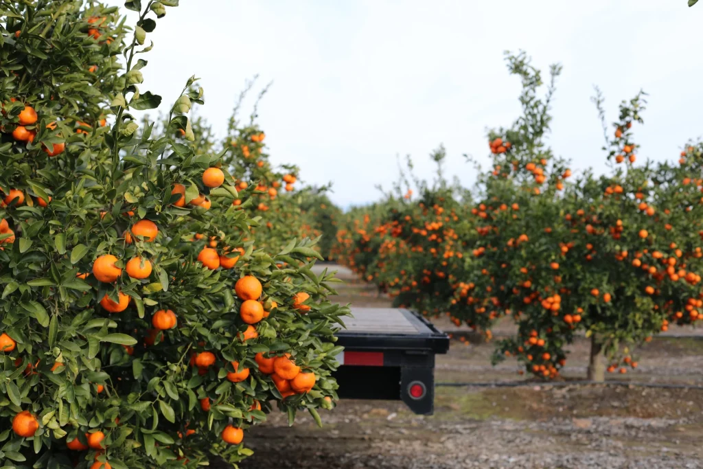 Orange Orchard