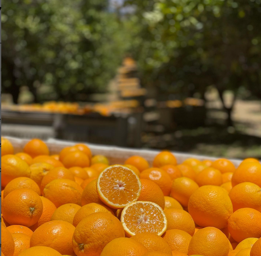 Closeup of oranges